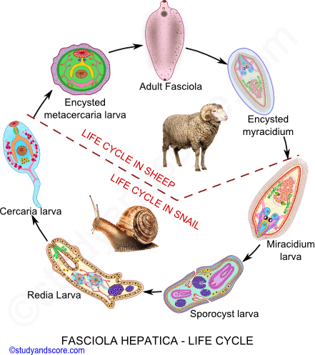 Fasciola hepatica, life cycle in sheep, life cycle in snail, Myracidium larva, sporocyst, redia, cercaria, metacercaria